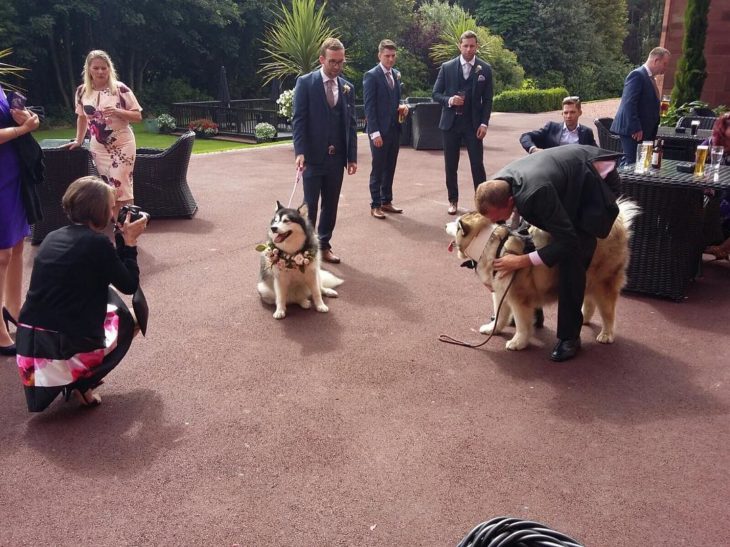 malamutes listos para la fiesta