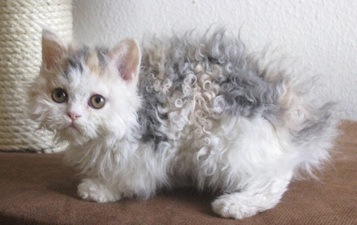 gato con cabello chino en sillon 