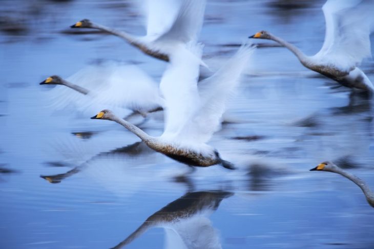 cisnes volando sobre el agua