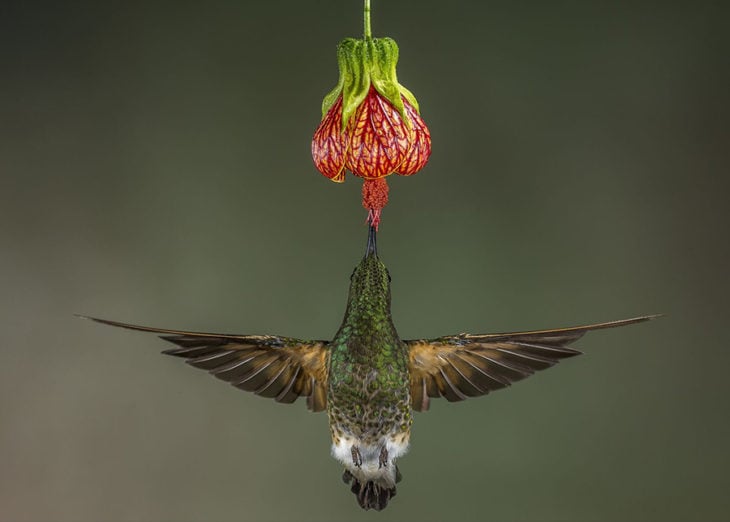 colibrí comiendo nectar en Ecuador