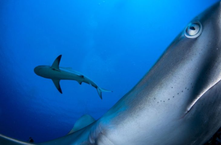 tiburones en Cuba