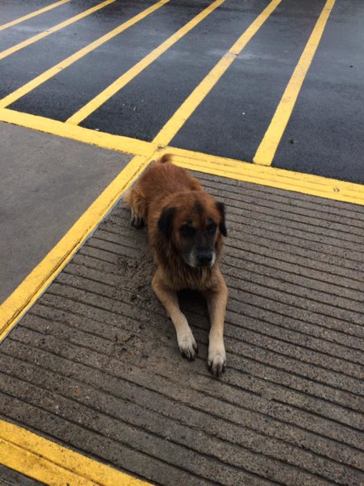 otis el perro tejano 