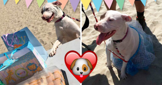 Esta perrita embarazada festejó su Baby Shower y sus fotos alborotan las redes