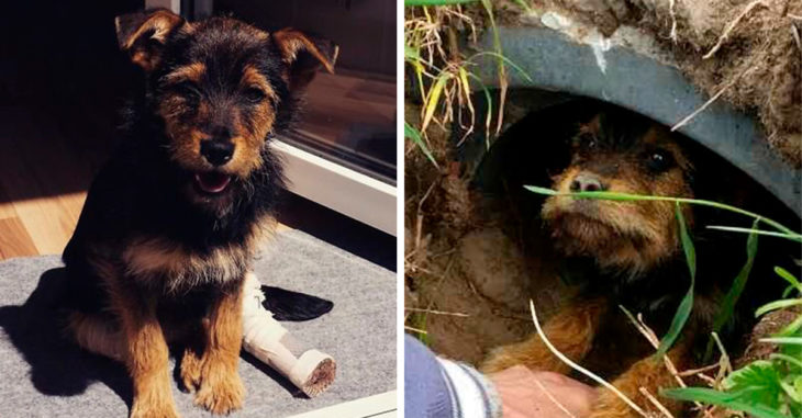Esta pareja decidió darle una nueva oportunidad de vida a este cachorro