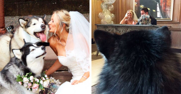 Dos hermosos perritos malamute fueron elegidos para ser los padrinos de una boda