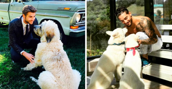 15 Cachorros con dueños famosos muy guapos