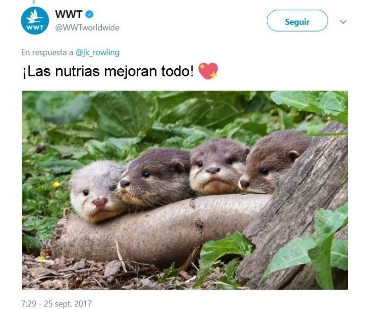 J.K. Rowling tweets and harry otter
