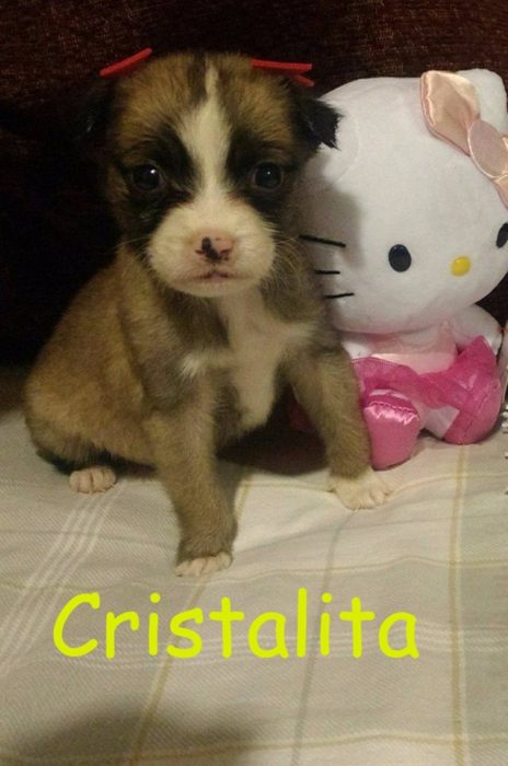 cristalita fue dada en adopción