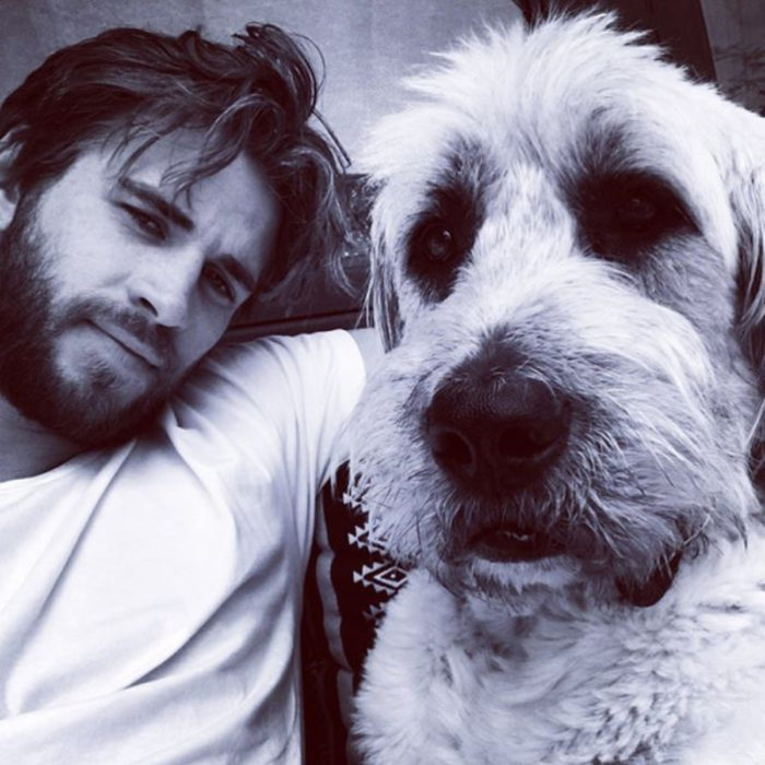 Famosos con sus perros; Liam Hemsworth