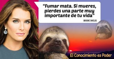 15 Frases absurdas de celebridades que te harán decir: ‘el conocimiento es poder’