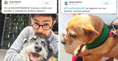 Mascotas se reencuentran con sus dueños tras el sismo en México; Internet desborda de alegría