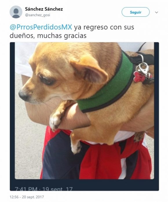 perro chihuahua 