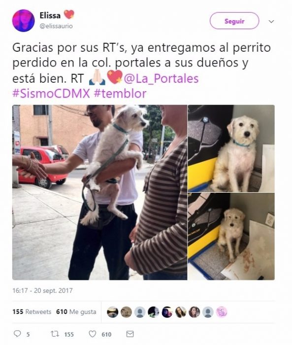 perros 