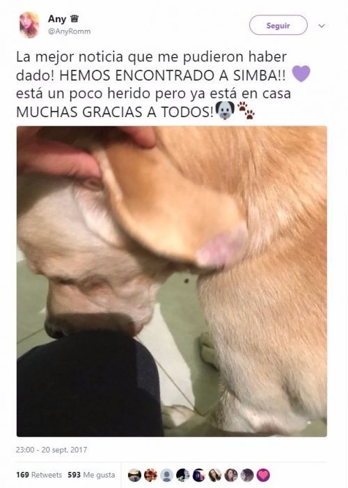 perro mirando hacia abajo