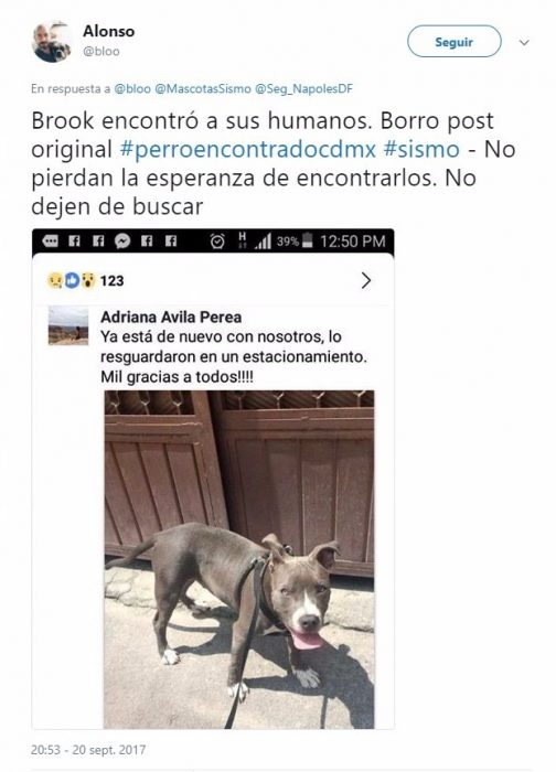 foto de un perro 