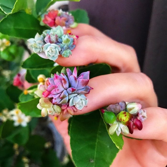 flores pequeñas de colores 