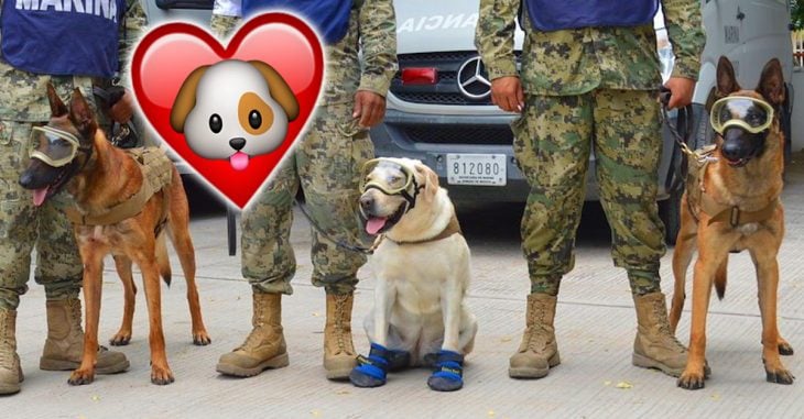 Tributo para agradecer a los perros rescatistas del terremoto en la Ciudad de México