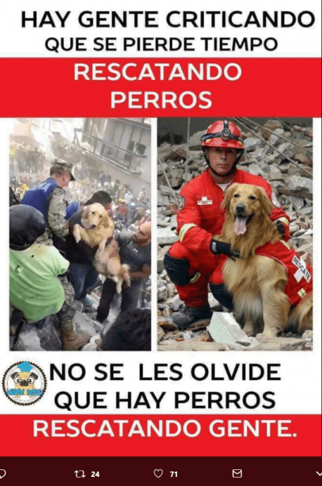 perritos rescatistas