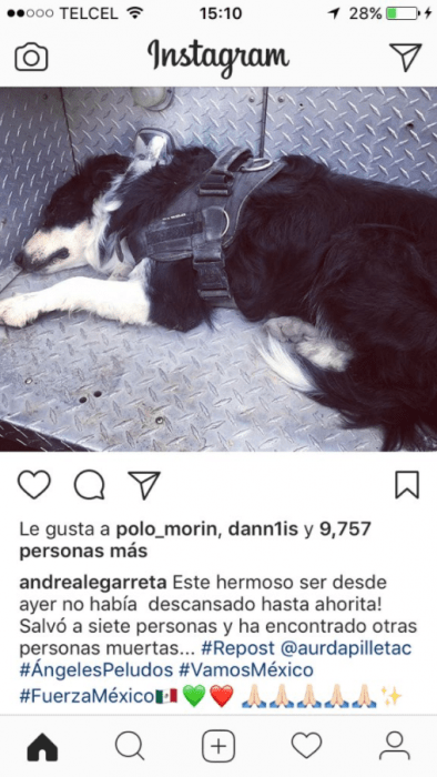 perritos rescatistas