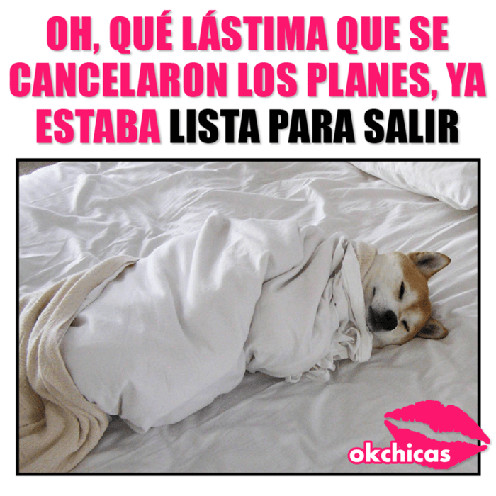 meme de okchicas perro bajo las cobijas