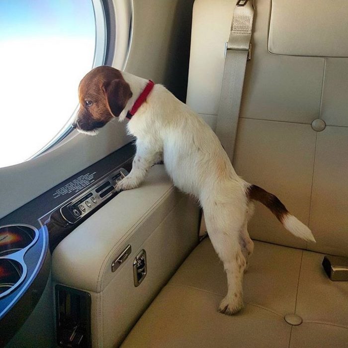 Cachorro mirando por la ventana 