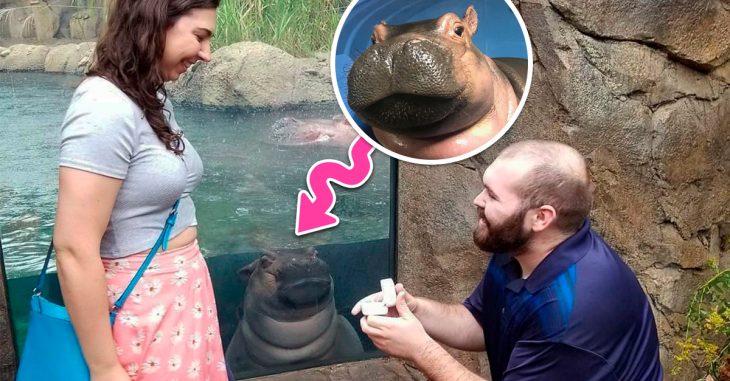 Esta adorable hipopótamo opacó una propuesta de matrimonio