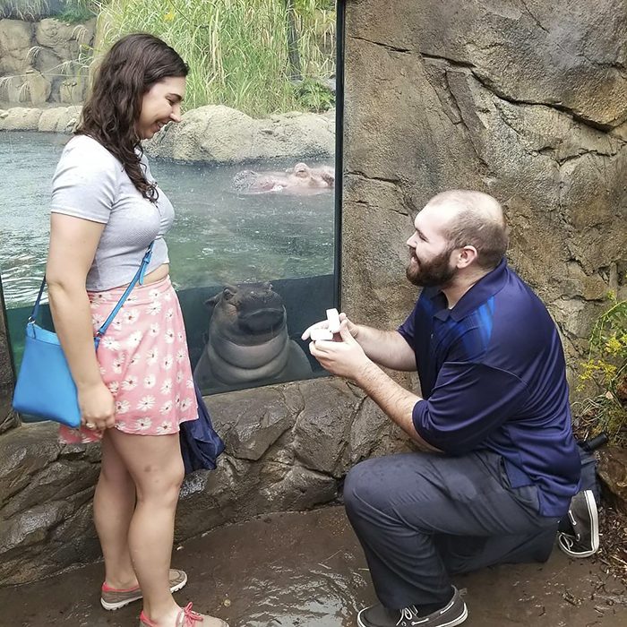 Pareja de novios que se comprometieron frente al estanque de Fiona una hipopótamo 