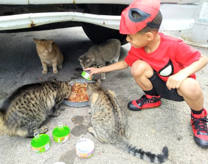 niño alimentando gatos 