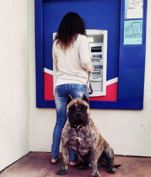 Perros como guardias de seguridad en un cajero automático 