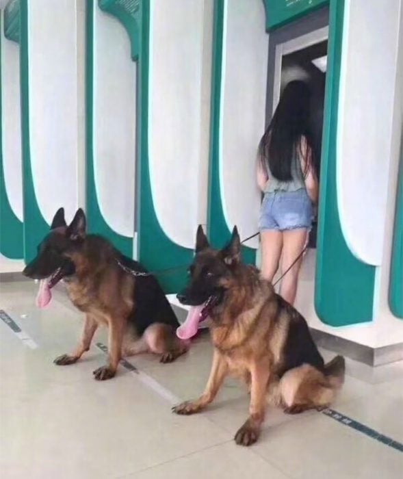 Perros como guardias de seguridad en un cajero automático 