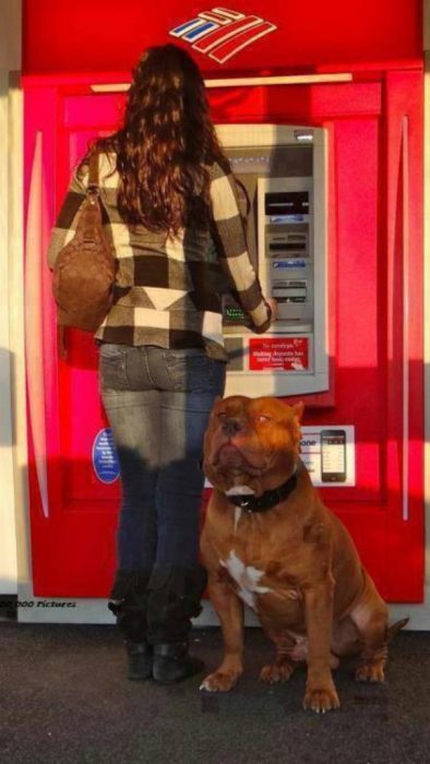 Perros como guardias de seguridad en un cajero automático 