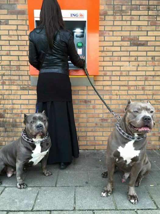 Perros como guardias de seguridad en un cajero automático 