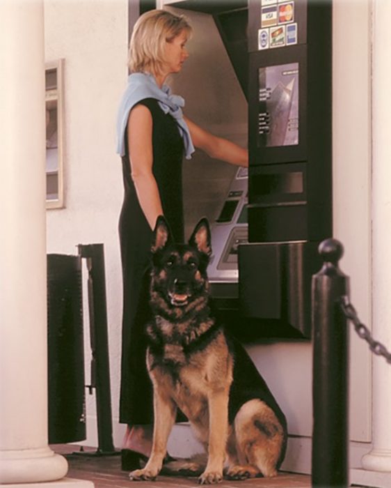 Perros como guardias de seguridad en un cajero automático 