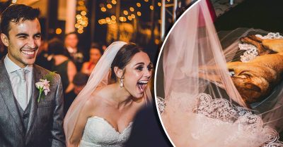 Perro se vuelve el ‘invitado sorpresa’ que irrumpe una boda; toma una siesta en el velo de la novia
