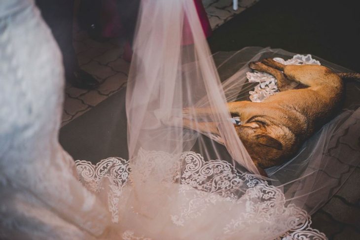 perrito en boda