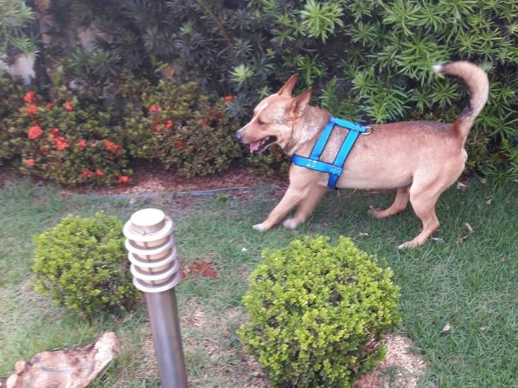 perrito en boda