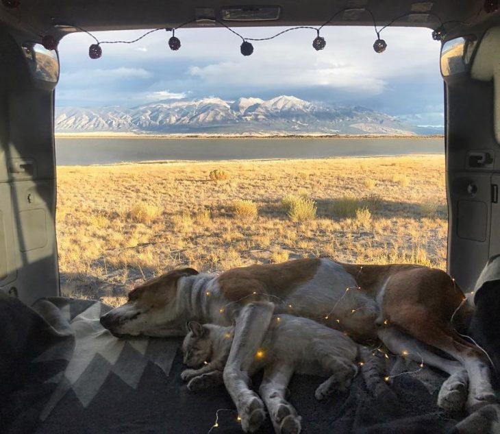 gato y perro amigos por el mundo