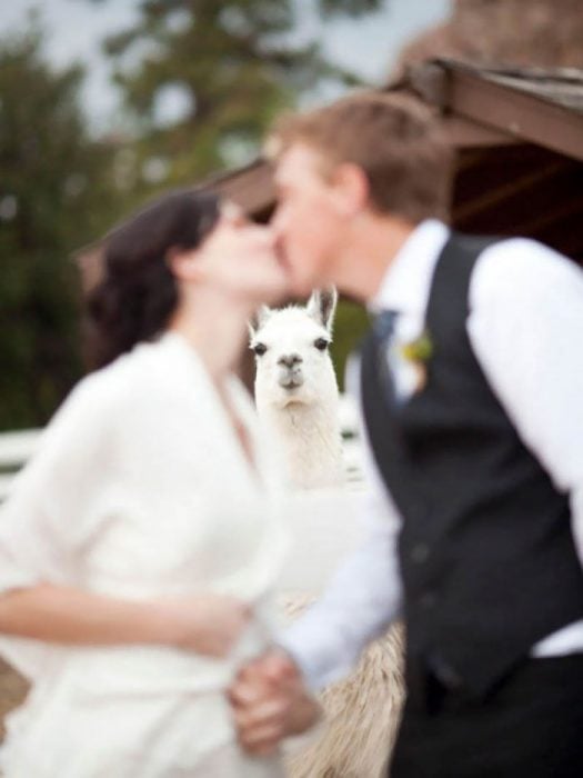  funny wedding photoboom