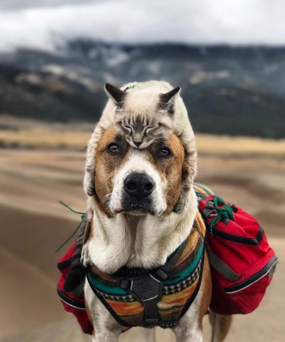 gato y perro amigos por el mundo