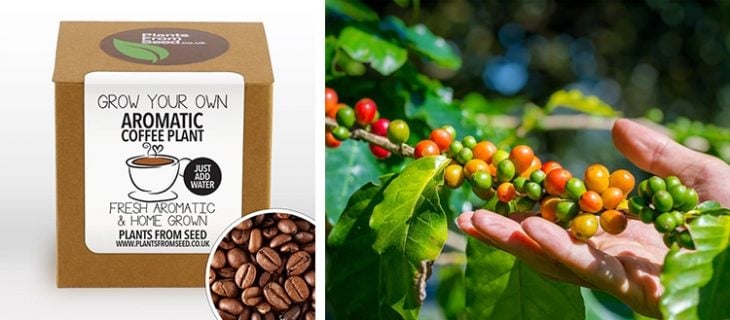 kit para cultivar tu café
