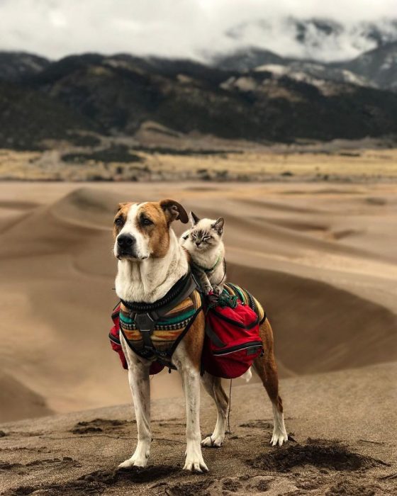 gato y perro amigos por el mundo