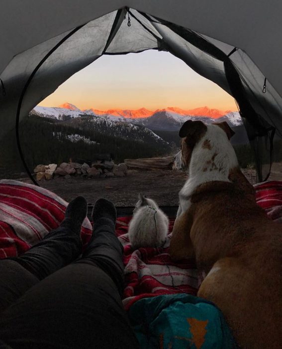 gato y perro amigos por el mundo