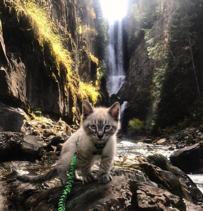 gato y perro amigos por el mundo