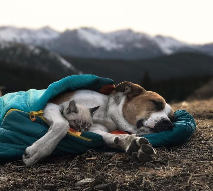 gato y perro amigos por el mundo