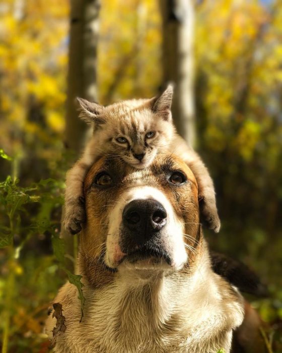 gato y perro amigos por el mundo