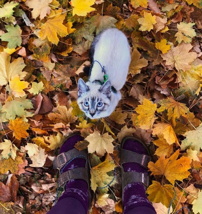 gato y perro amigos por el mundo