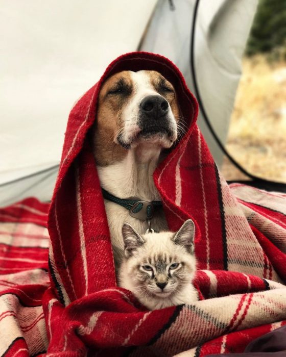 gato y perro amigos por el mundo