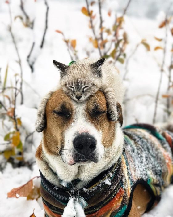 gato y perro amigos por el mundo