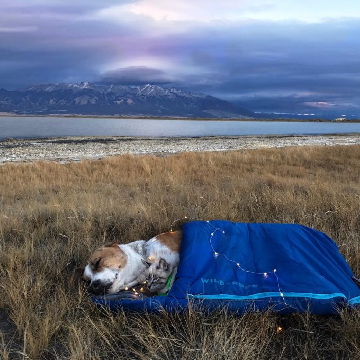 gato y perro amigos por el mundo