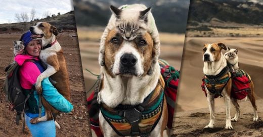 Este adorable dúo Gato y Perro van en épicas aventuras por el mundo